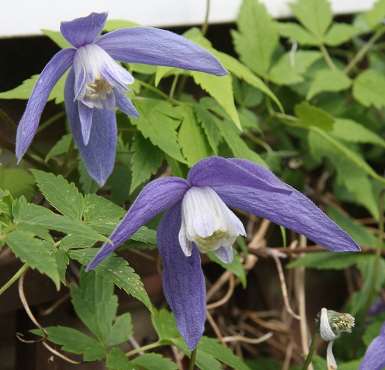 C. 'Frankie'©Ken Woolfenden