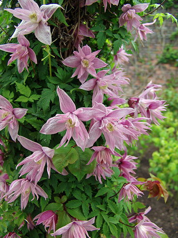 C. 'Markham's Pink'©Roy Nunn