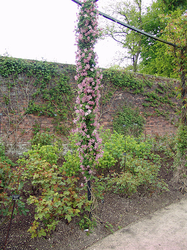 C. 'Markham's Pink'©Roy Nunn