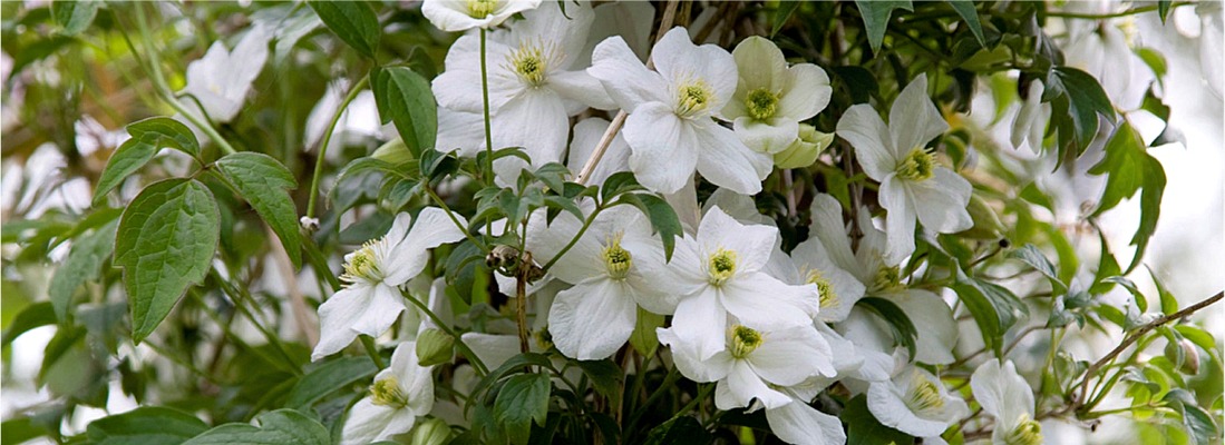 C. montana var. grandiflora©Dianna Jazwinski
