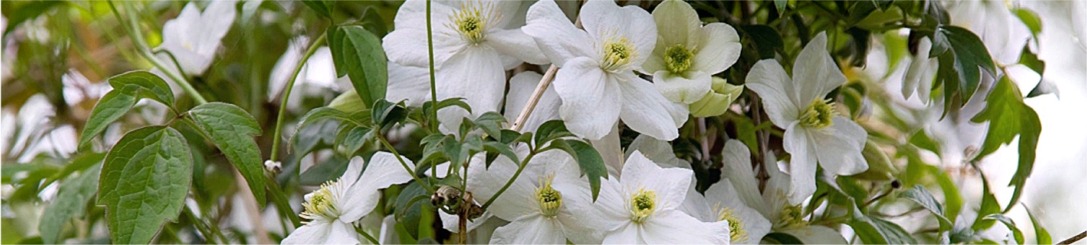 C. montana var. grandiflora©Dianna Jazwinski