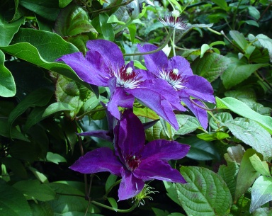 C. 'The President'©Ton Hannink