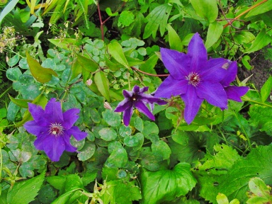 C. 'The President'©Ton Hannink