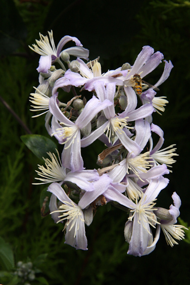 C. 'Praecox'©Ken Woolfenden