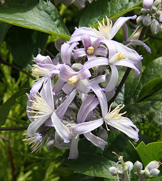C. 'Praecox' showing buds and early flowers©Ken Woolfenden