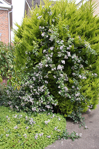 C. 'Praecox growing up into conifers©Ken Woolfenden
