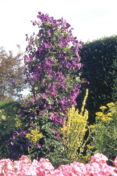 C. 'Jackmanii' at Great Dixter