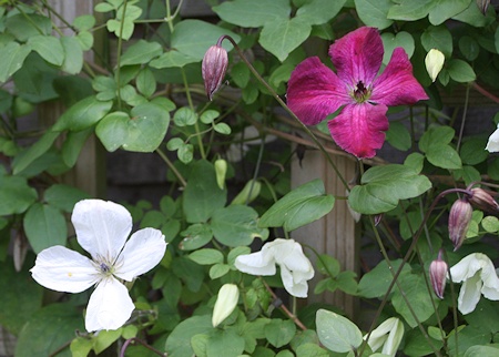 C. 'Maria Cornelia'&copy;Ken Woolfenden