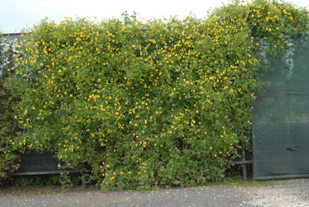 C. 'Lambton Park'©www.clematis.com.pl