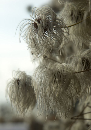 C. 'Lambton Park' seedheads©www.clematis.com.pl