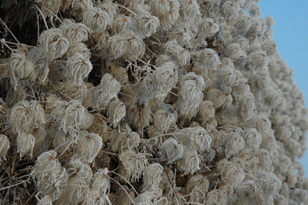 C. 'Lambton Park' seedheads©www.clematis.com.pl