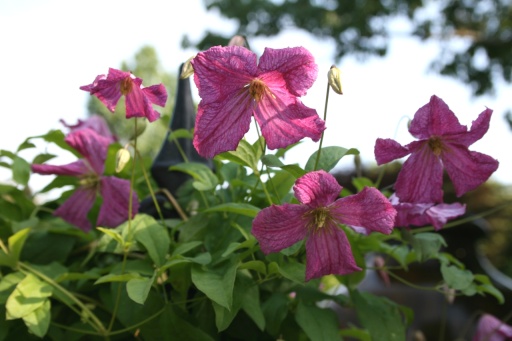 C. 'Abundance'©Lyndy Broder