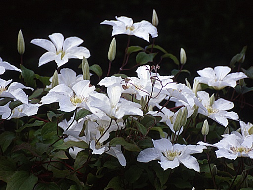 C. 'John Huxtable'&copy;Ken Woolfenden