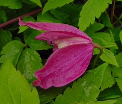 C. 'Constance'©Ton Hannink