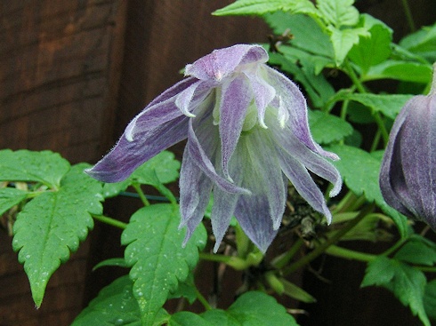 C. 'Maidwell Hall'©Roy Nunn