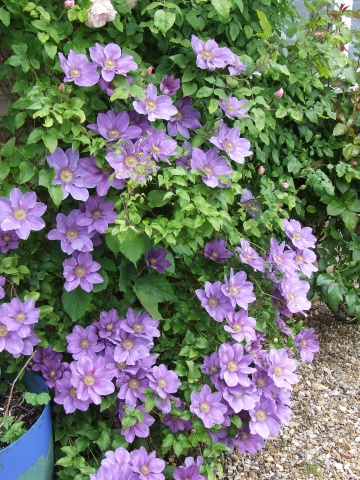 C. 'Kinju Atarashi'©Tolver Gooch Ltd.