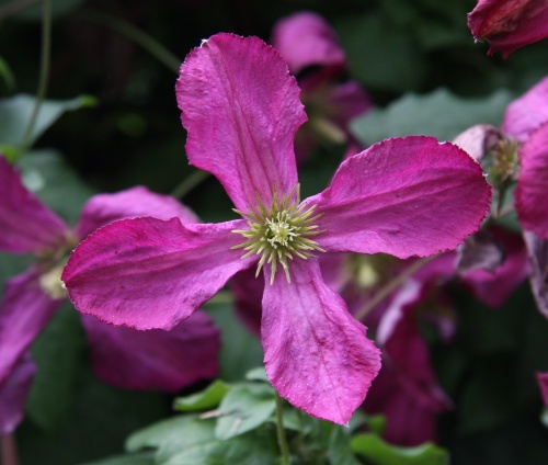 C. 'Södertälje'©Ken Woolfenden