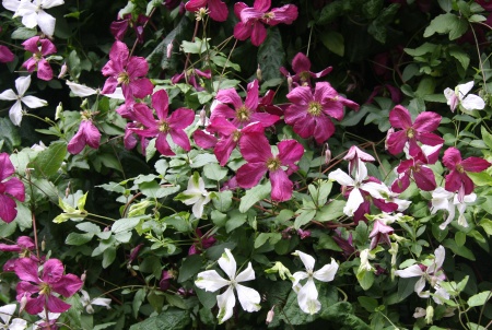 C. 'Södertälje' and C. 'Alba Luxurians'©Ken Woolfenden