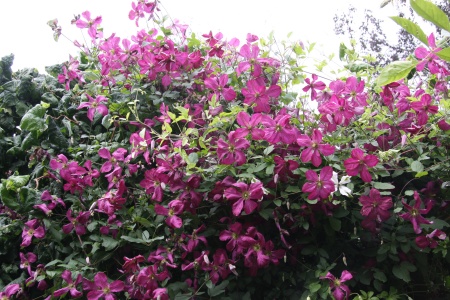 C. 'Södertälje'©Ken Woolfenden