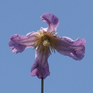 C. viticella 'Hanna'©Ken Woolfenden