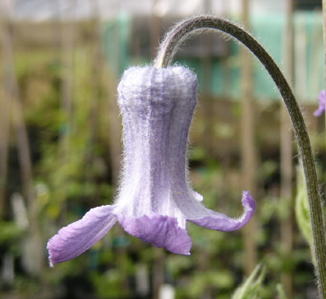 C. hirsutissima©Brewster Rogerson