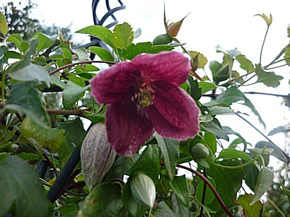 C. cirrhosa var. purpurascens 'Lansdowne Gem'©Iris Clarke