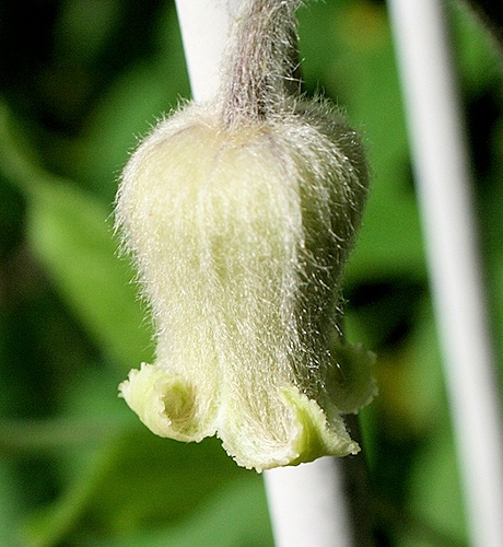 C. ochroleuca©Lyndy Broder