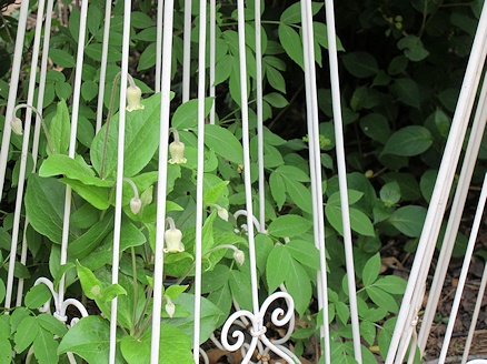 C. ochroleuca©Lyndy Broder