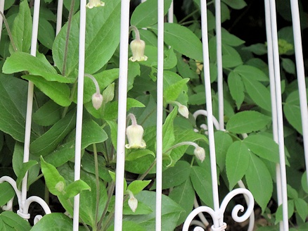 C. ochroleuca©Lyndy Broder