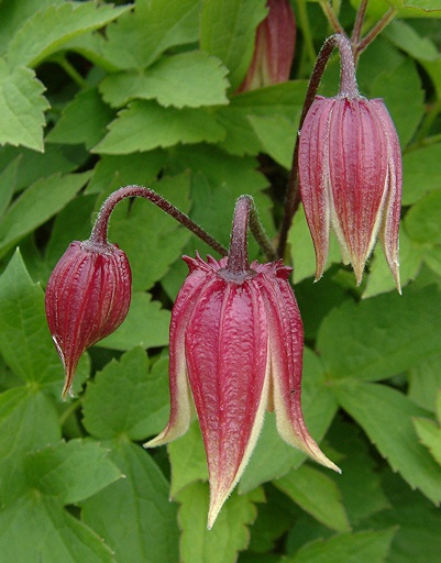 C. 'Zorero' I AM ® RED ROBIN©Deborah Hardwick