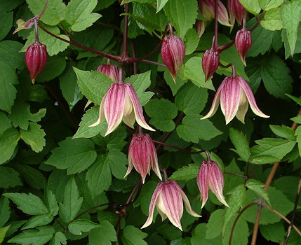 C. 'Zorero' I AM ® RED ROBIN©Deborah Hardwick