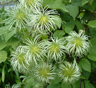 C. 'Zorero' I AM ® RED ROBIN seedheads©Deborah Hardwick