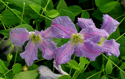 C. 'Morning Heaven'©F.M. Westphal