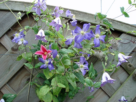 C. 'Morning Heaven' with C. 'Princess Diana' and C. 'Jenny'©Roy Nunn