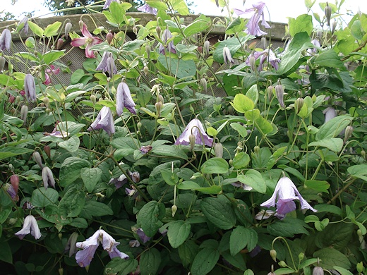 C. 'Morning Heaven' with C. 'Odorida'©Roy Nunn