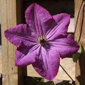 Newly opened flower of C. 'Solina©Ken Woolfenden