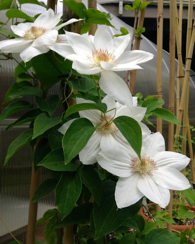 C. 'Mrs George Jackman'©Deborah Hardwick