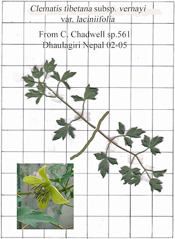 C. tibetana subsp. vernayi var. laciniifolia©FRCC