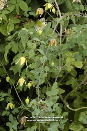 C. tibetana subsp. vernayi var. dentata©Roy Nunn