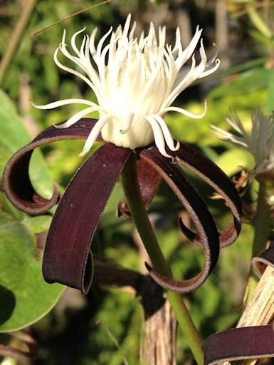 C. smilacifolia©Deborah Hardwick