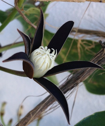 C. smilacifolia©Deborah Hardwick