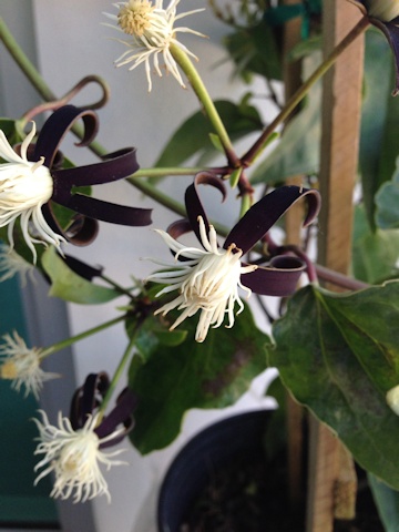 C. smilacifolia©Deborah Hardwick