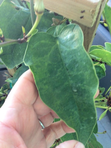 C. smilacifolia©Deborah Hardwick