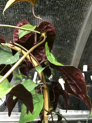 C. smilacifolia©Deborah Hardwick