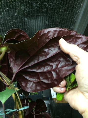 C. smilacifolia©Deborah Hardwick