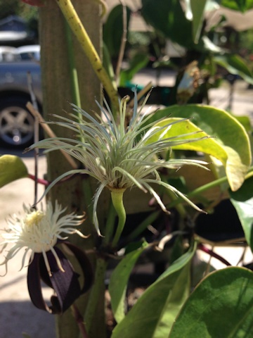 C. smilacifolia©Deborah Hardwick