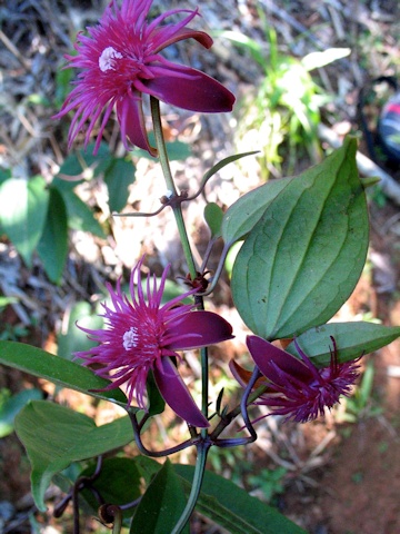 C. smilacifolia, pink selection©Pan Global Plants