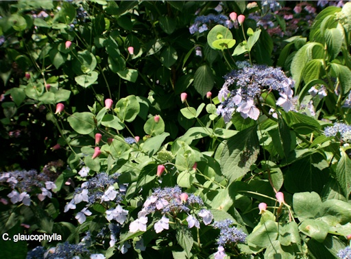 C. glaucophylla growing through Hydrangea macrophylla©Lyndy Broder
