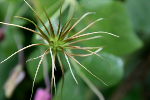C. glaucophylla unripe seedhead©Lyndy Broder