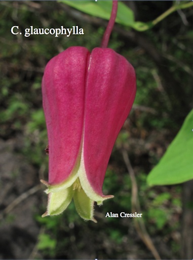 C. glaucophylla in the wild©Alan Cressler
